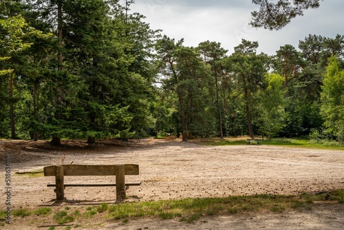 Mastbos forest in Breda, North Brabant, wooden bench in front of sandy clearing and coniferous trees photo