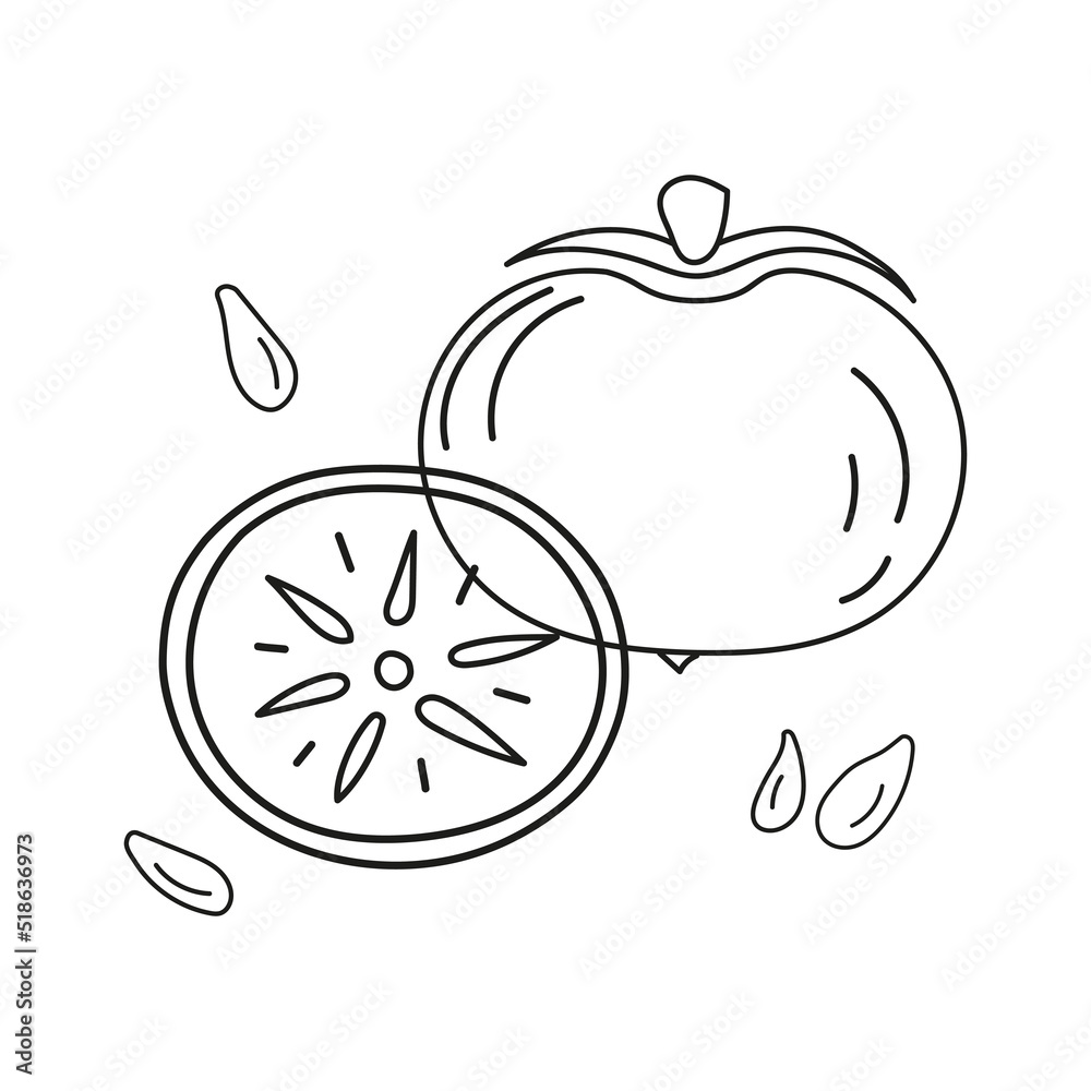 Outline vector illustration of persimmons whole and cut with pits. Hand drawn badge and symbol for printing on baby clothes, sticker, textile design, design for grocery store, menu, for kitchen design Outline vector illustration of persimmons whole and cut with pits. Hand drawn badge and symbol for printing on baby clothes, sticker, textile design, design for grocery store, menu, for kitchen design
