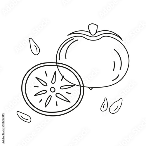 Outline vector illustration of persimmons whole and cut with pits. Hand drawn badge and symbol for printing on baby clothes, sticker, textile design, design for grocery store, menu, for kitchen design