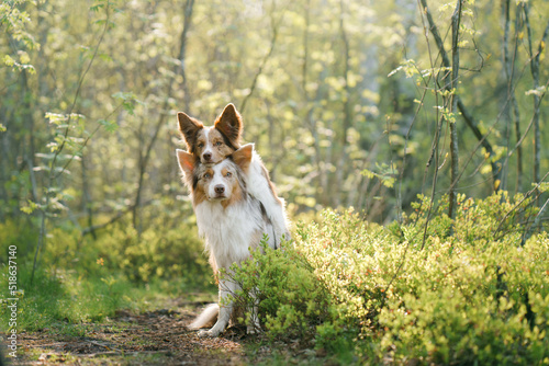 Photography dogs hug. Two cute border collies in the park in summer