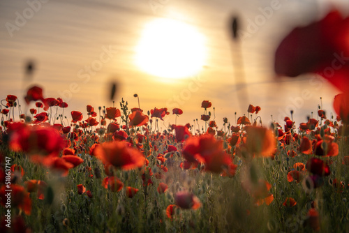 Delicate flowers red poppies in a field with the sun setting