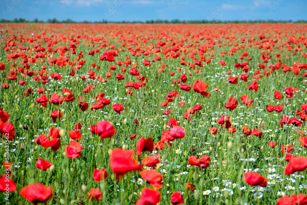 Beautiful field with poppies and daisies