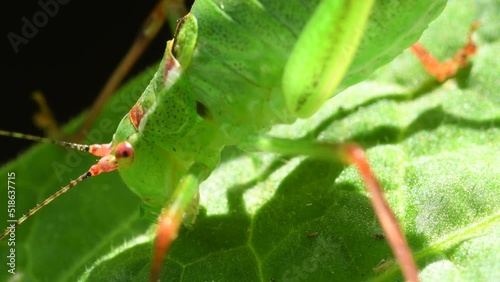 oak bush-cricket on a leaf of an angels trompet photo