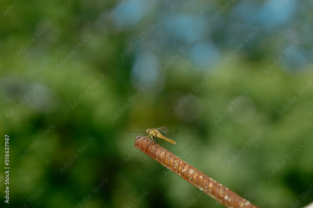 Beautiful yellow aggressive dragonfly rests and chilling on metal stick in garden . Blurred green background with a copyspace. Nature habitat. Beautiful vintage nature scene with dragonfly outdoors