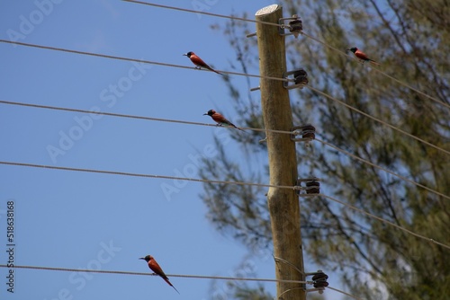 Northern carmine bee-eaters (Merops nubicus) perched on the cables photo