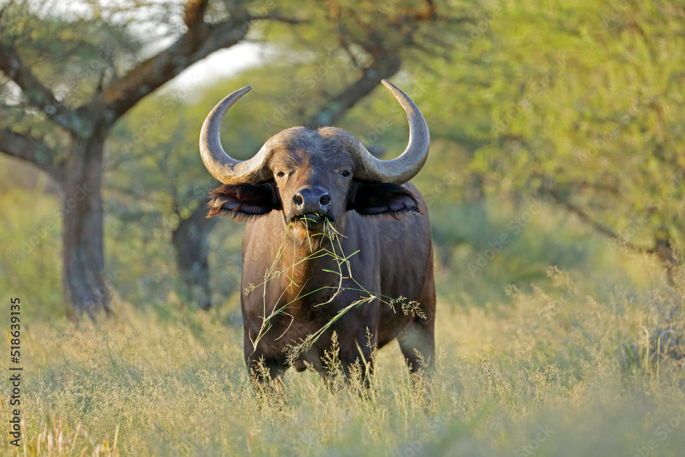 An African buffalo (Syncerus caffer) in natural habitat, Mokala National Park, South Africa. An African buffalo (Syncerus caffer) in natural habitat, Mokala National Park, South Africa.