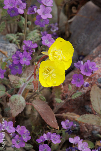 Yellow flowering indeterminate raceme inflorescence of Chylismia Brevipes, Onagraceae, native annual herb in Death Valley, Northern Mojave Desert, Springtime. photo