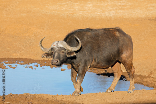 African of Cape buffalo (Syncerus caffer) at a waterhole, Mokala National Park, South Africa.
