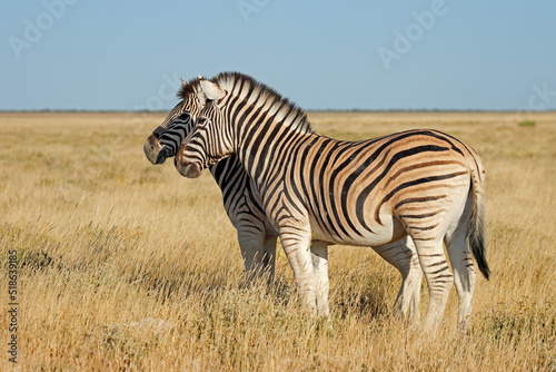 Plains zebras  Equus burchelli  in grasslandt  Etosha National Park  Namibia.