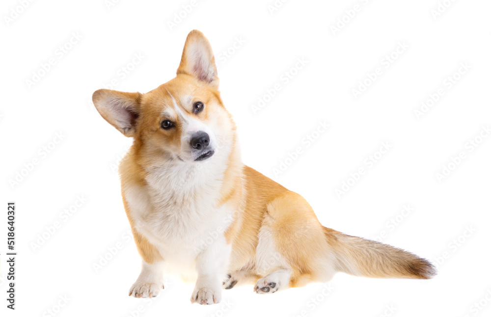 welsh corgi pembroke isolated