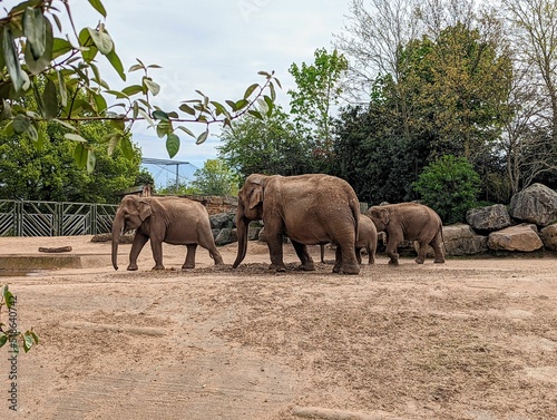 Photography Group of elephants walking at the zoo