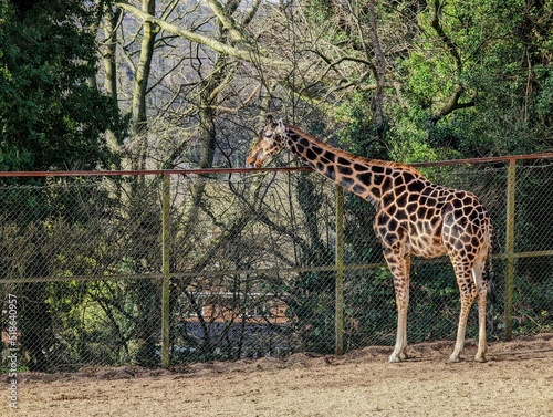 Giraffe near the fences in the zoo