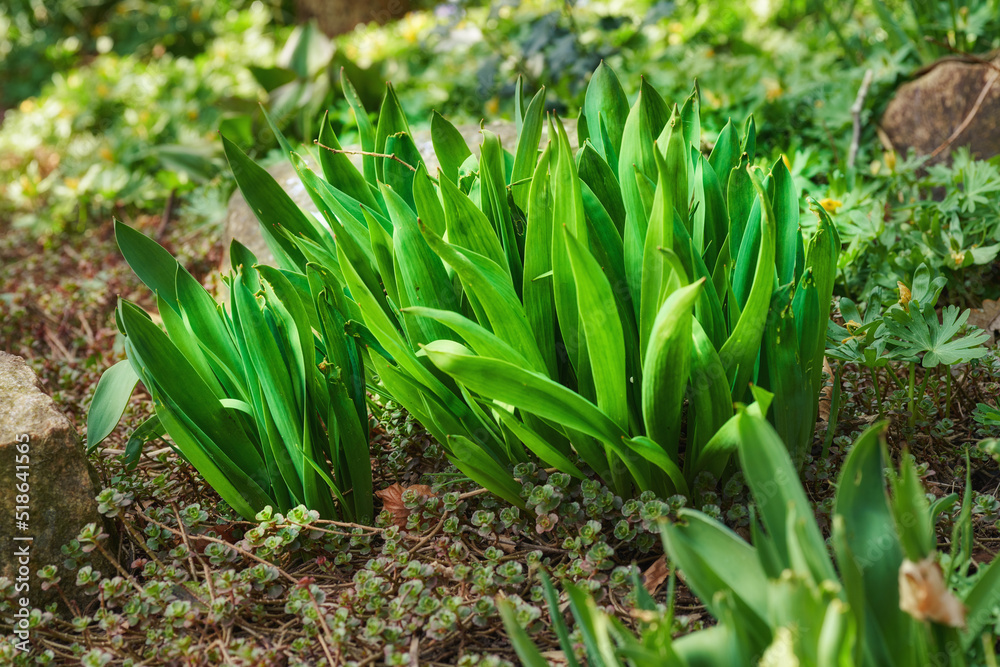 Closeup of green autumn crocus plants growing in mineral rich and nutritious soil in a private, landscaped and secluded home garden. Textured detail of budding colchicum autumnale flowers in backyard Closeup of green autumn crocus plants growing in mineral rich and nutritious soil in a private, landscaped and secluded home garden. Textured detail of budding colchicum autumnale flowers in backyard