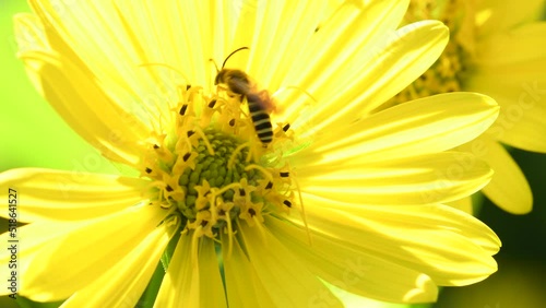 honey bee on yellow flower of compass plant photo