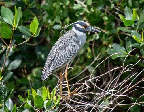 Closeup shot of a yellow-crowned night heron perched on a tree photo