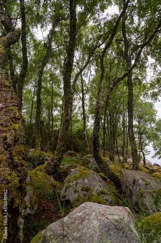 Bunch of moss-grown green trees with rough stones near Jorpelandsholmen.