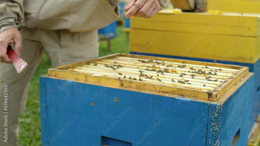 Beekeeper at Work. Bee keeper closes the hive. The beekeeper saves the bees Beekeeper at Work. Bee keeper closes the hive. The beekeeper saves the bees