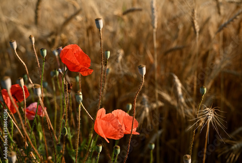 Blooming scarlet poppies. Poppies in the wheat field of Ukraine. Poppies bloom among mature spikelets of wheat at harvest time. Red poppies close-up.