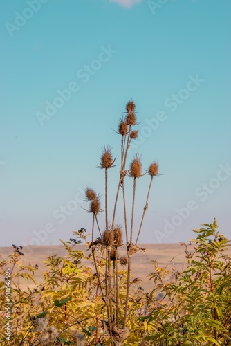 Closeup of wild teasel in wilderness against the blue sky photo