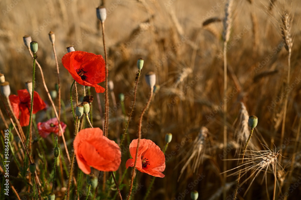 Obraz premium Blooming scarlet poppies. Poppies in the wheat field of Ukraine. Poppies bloom among mature spikelets of wheat at harvest time. Red poppies close-up.