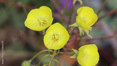 Yellow flowering indeterminate raceme inflorescence of Chylismia Brevipes, Onagraceae, native annual herb in Death Valley, Northern Mojave Desert, Springtime. photo