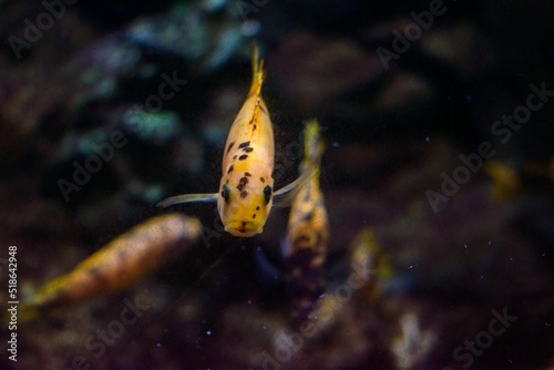 Closeup of Red Zebra Cichlid (Maylandia estherae) photo