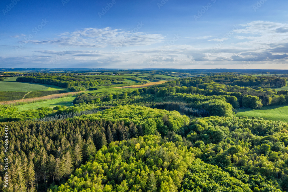 Aerial view of pine forests in Denmark on a cloudy day in summer. Landscape of cultivated green woods for wooden timber and lumber near lush farm land against a blue horizon for copy space background