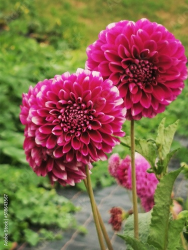 Fleurs