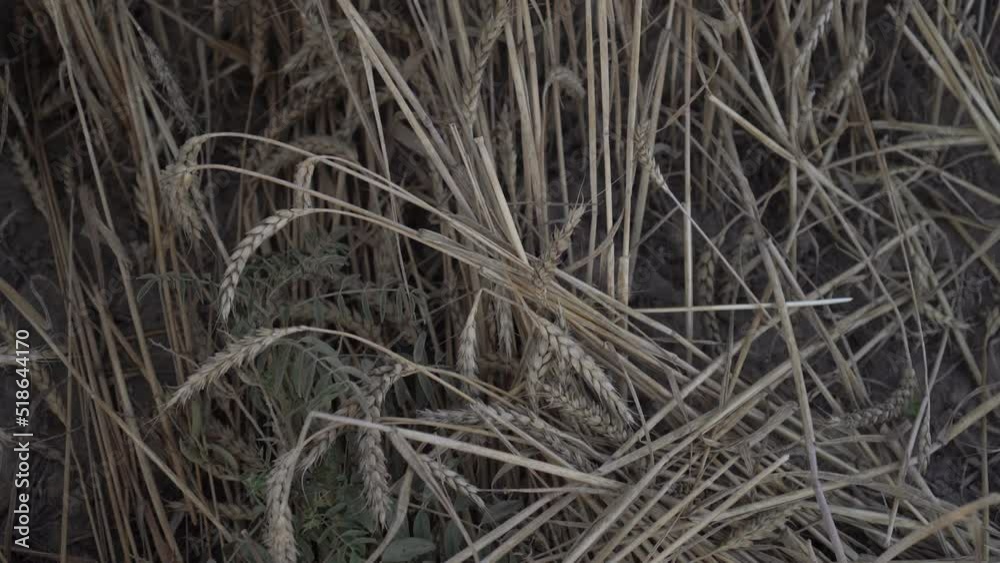 Dried wheat lies on the ground. The concept of drought, poor harvest and food crisis Dried wheat lies on the ground. The concept of drought, poor harvest and food crisis