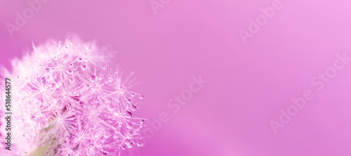 dandelion at pink background. Freedom to Wish. Seed macro closeup. Goodbye Summer. Hope and dreaming concept. Fragility. Springtime. soft focus on water droplets. Macro nature. Beautiful dew drops