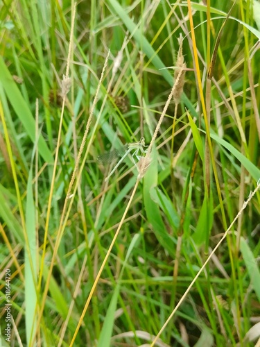 Libelle im Gras