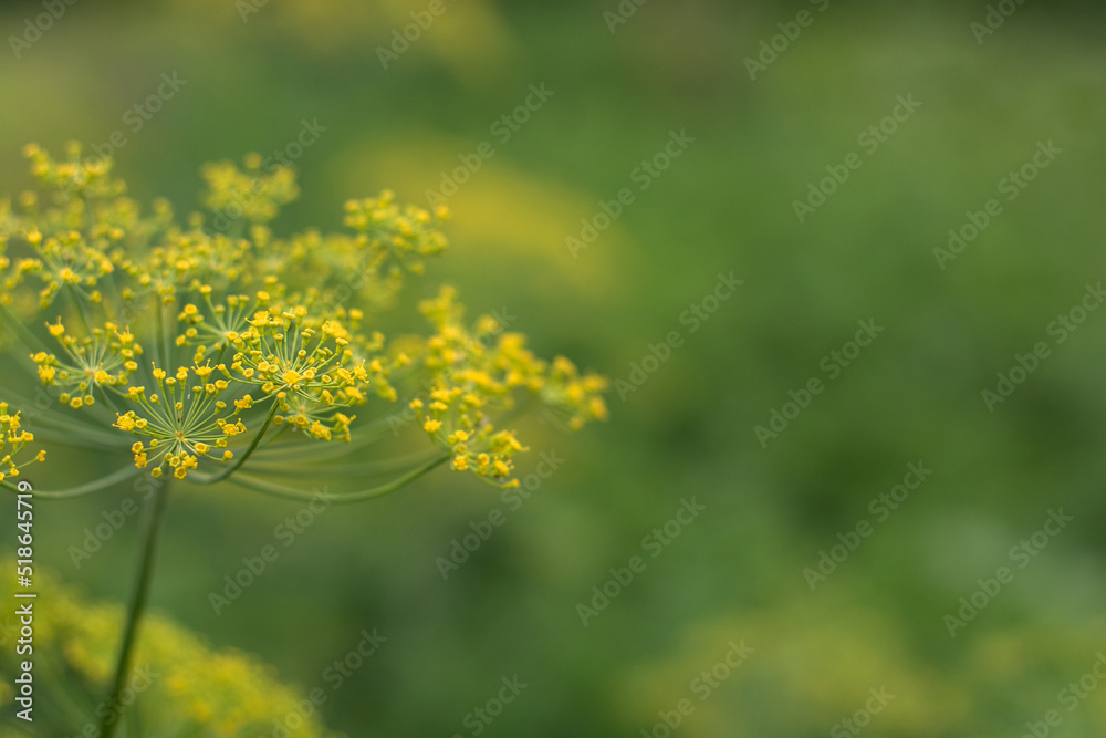 Fresh dill (Anethum graveolens) growing on the vegetable bed. Annual herb, family Apiaceae. Growing fresh herbs. Green plants in the garden, ecological agriculture for producing healthy food concept Fresh dill (Anethum graveolens) growing on the vegetable bed. Annual herb, family Apiaceae. Growing fresh herbs. Green plants in the garden, ecological agriculture for producing healthy food concept