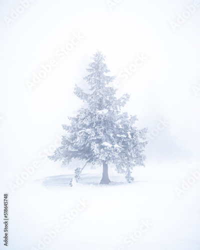 Spruce tree on a foggy winter day, Velika Planina, Slovenia