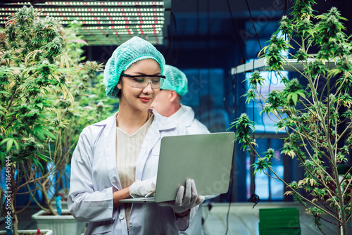 Asian woman scientist, researcher in lab coat using laptop for work in cannabis indoor farm, quality checking hemp, marijuana plants.Herbal alternative medicine, CBD, THC, Pharmasutical industry. photo