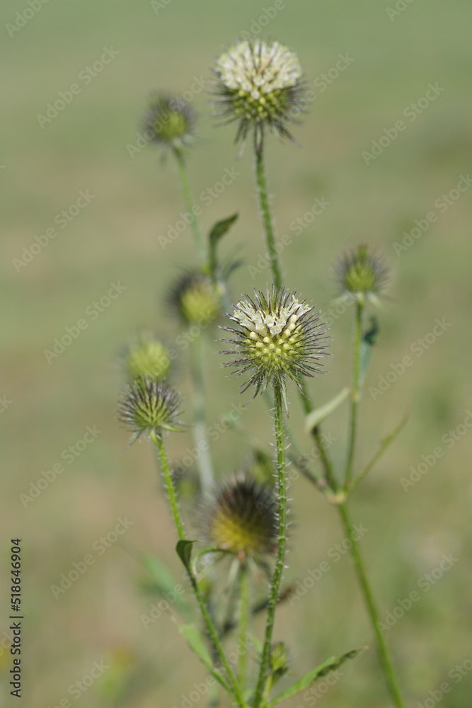 Inflorescence of small teasel (Dipsacus pilosus). Inflorescence of small teasel (Dipsacus pilosus).