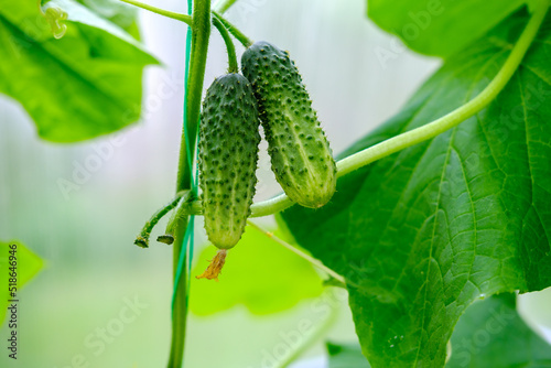 Two small pimply green cucumbers hang next to each other in a greenhouse against the background of large leaves.
