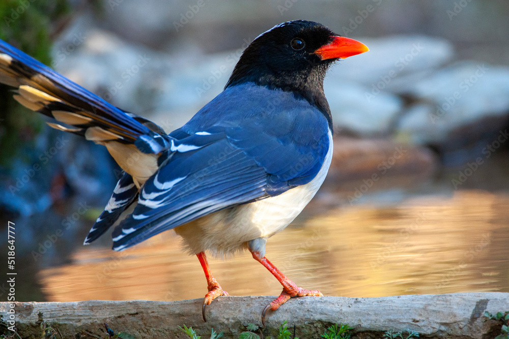Fototapeta premium Red-billed Blue Magpie, Urocissa erythroryncha