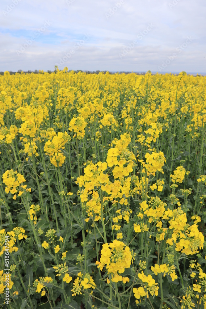 Yellow blooming rapeseed field in cloudy day	
