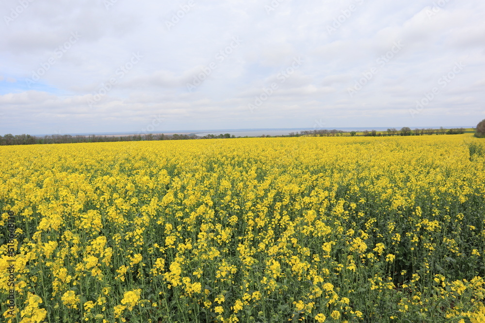 Yellow blooming rapeseed field in cloudy day