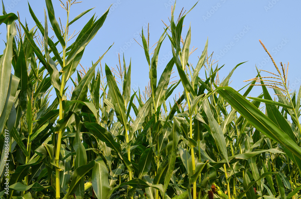 Corn field in sunny day
Corn field in sunny day