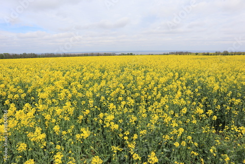 Yellow blooming rapeseed field 