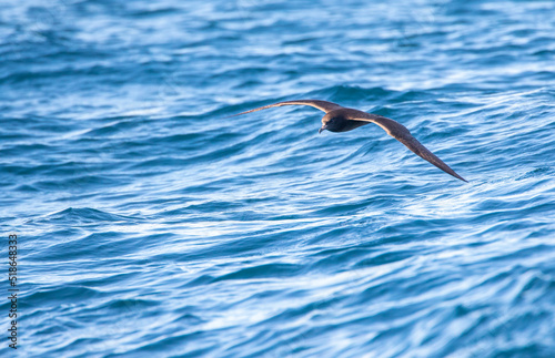 Flesh-footed Shearwater, Ardenna carneipes photo