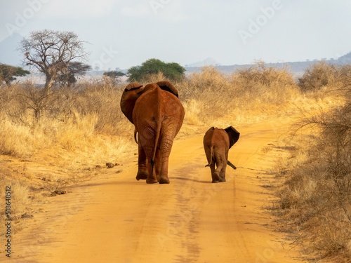 Photography Back view of a mother elephant and a baby elephant walking on a sandy trail