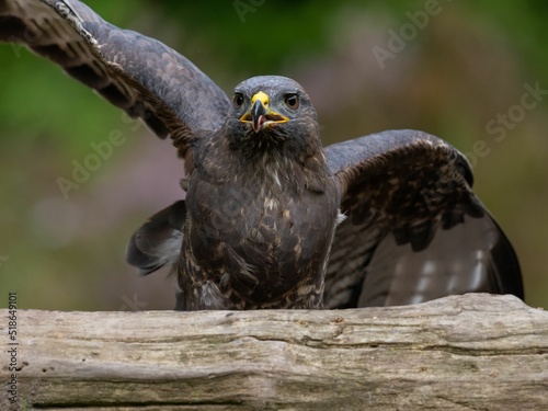 Closeup shot of a beautiful roadside hawk or Rupornis Magnirostris with open wings photo