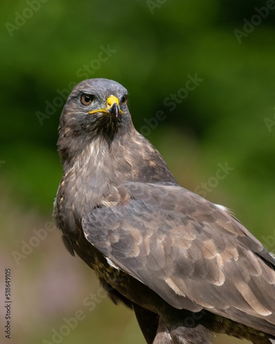 Vertical closeup shot of a beautiful roadside hawk or Rupornis Magnirostris photo