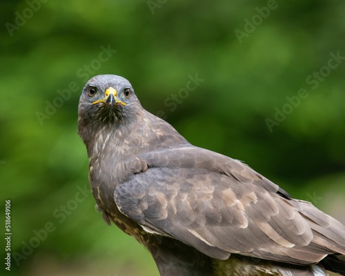 Closeup shot of a beautiful roadside hawk or Rupornis Magnirostris photo