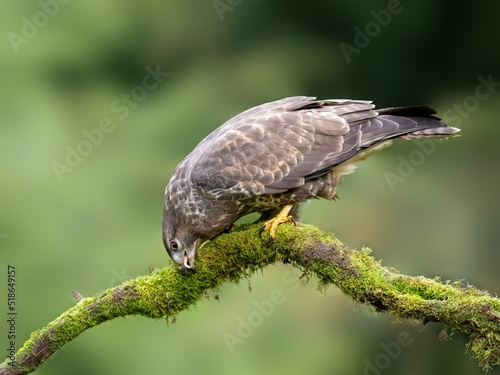 Closeup shot of a beautiful roadside hawk or Rupornis Magnirostris perched on a branch photo