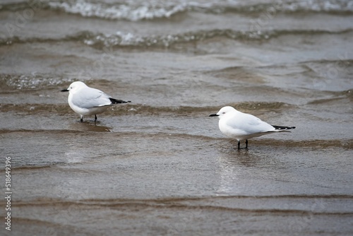 Closeup of black-billed gulls walking on a sandy beach with waves photo