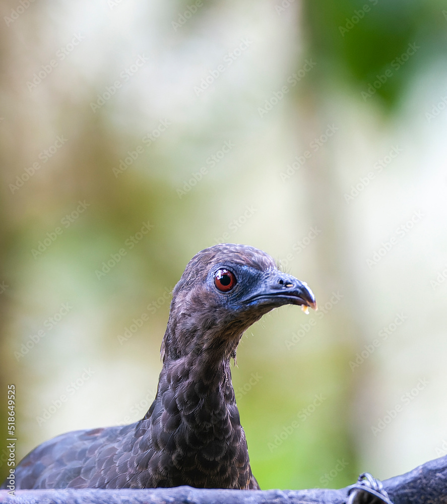 Sickle-winged Guan, Chamaepetes goudotii fagani Sickle-winged Guan, Chamaepetes goudotii fagani