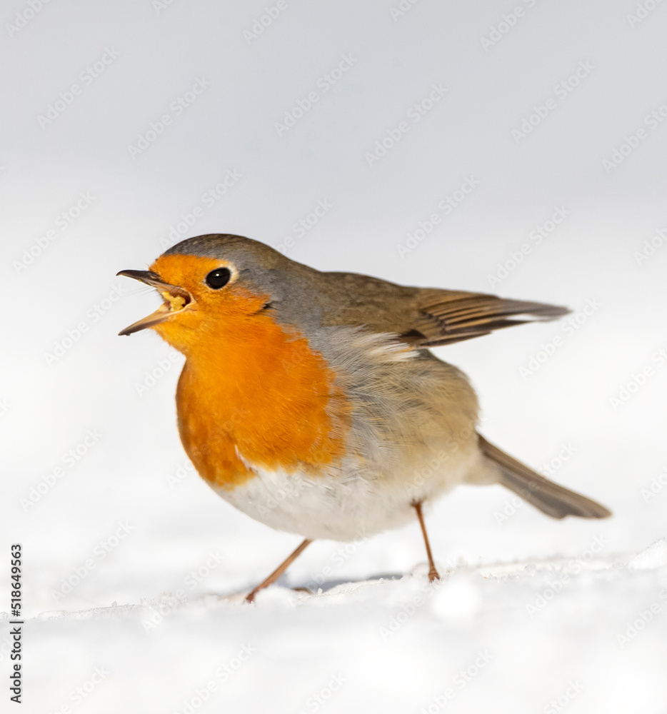 European Robin, Erithacus rubecula European Robin, Erithacus rubecula